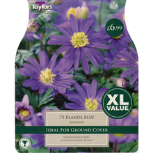 Taylors Bulbs Anemone Blanda Blue XL