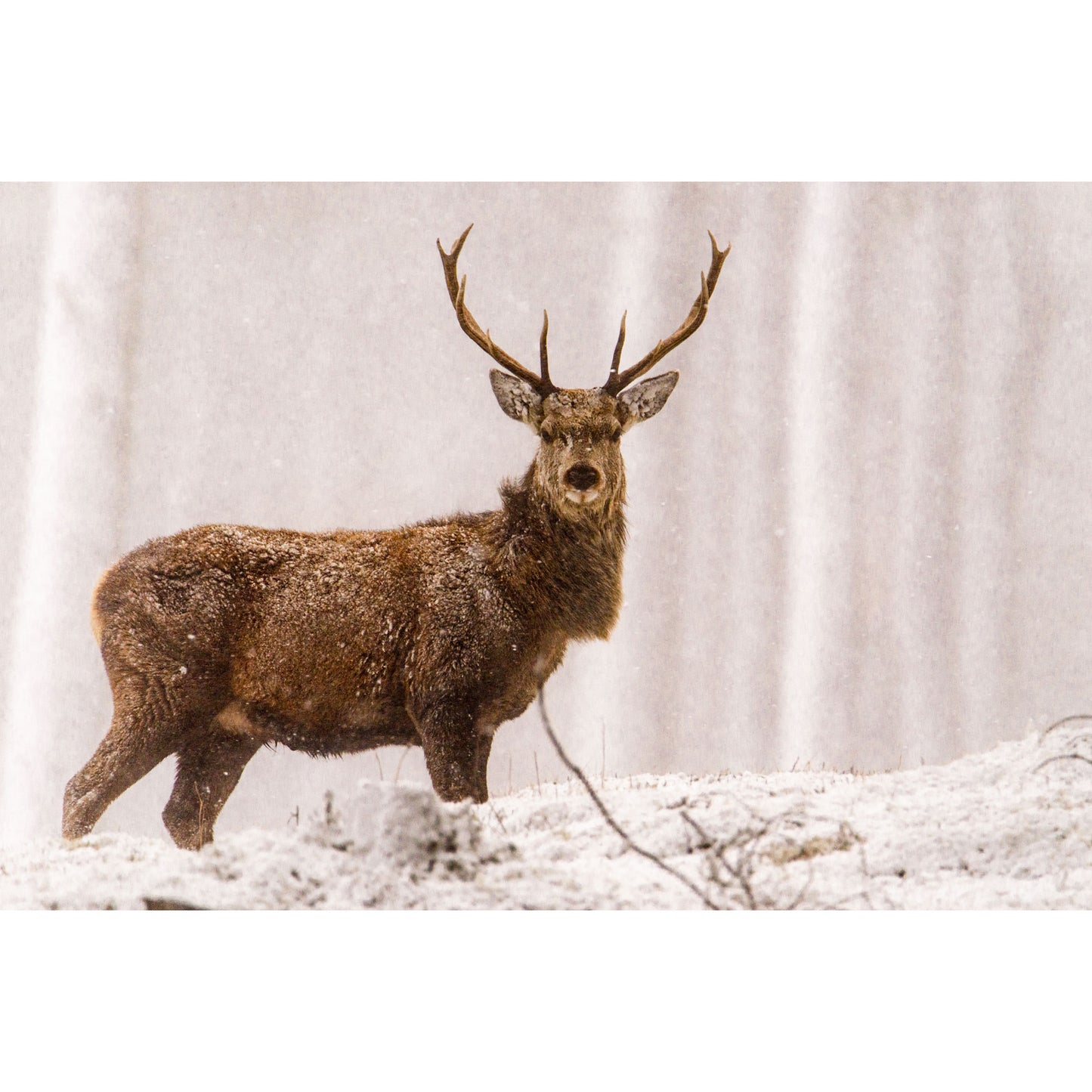 Battery Operated Fibre Optic Stag In Mist Canvas