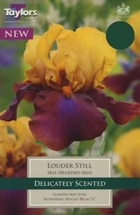 Taylors Iris Louder Still Bulb Pack