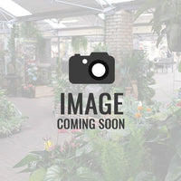 1.5m Dandelion Tree w/1120 Multi Col Flashing LED
