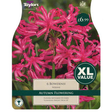 NERINE BOWDENII