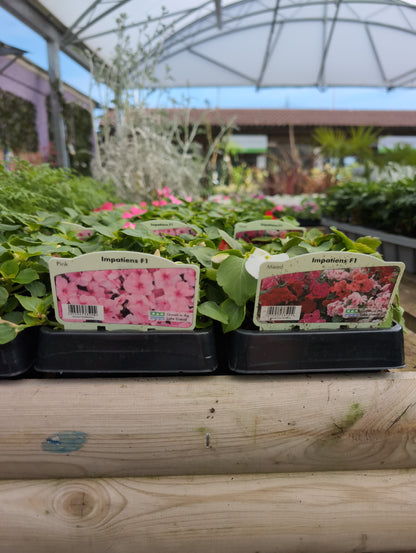 Bedding Plants 6/12 Pack