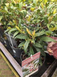 Sarcococca hook Winter Gem