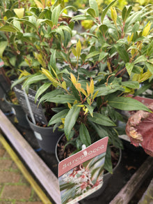 Sarcococca hook Winter Gem