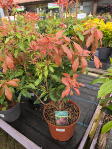 PIERIS Mountain Fire 5L