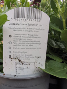 OSTEOSPERMUM 13 CM.POT