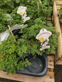 Pelargonium scented Fresh&Fruity Mosquito Fighter.