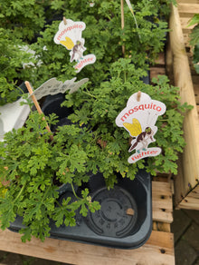 Pelargonium scented Fresh&Fruity Mosquito Fighter.