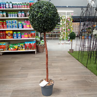 Uno Topiary Tree - 120cm