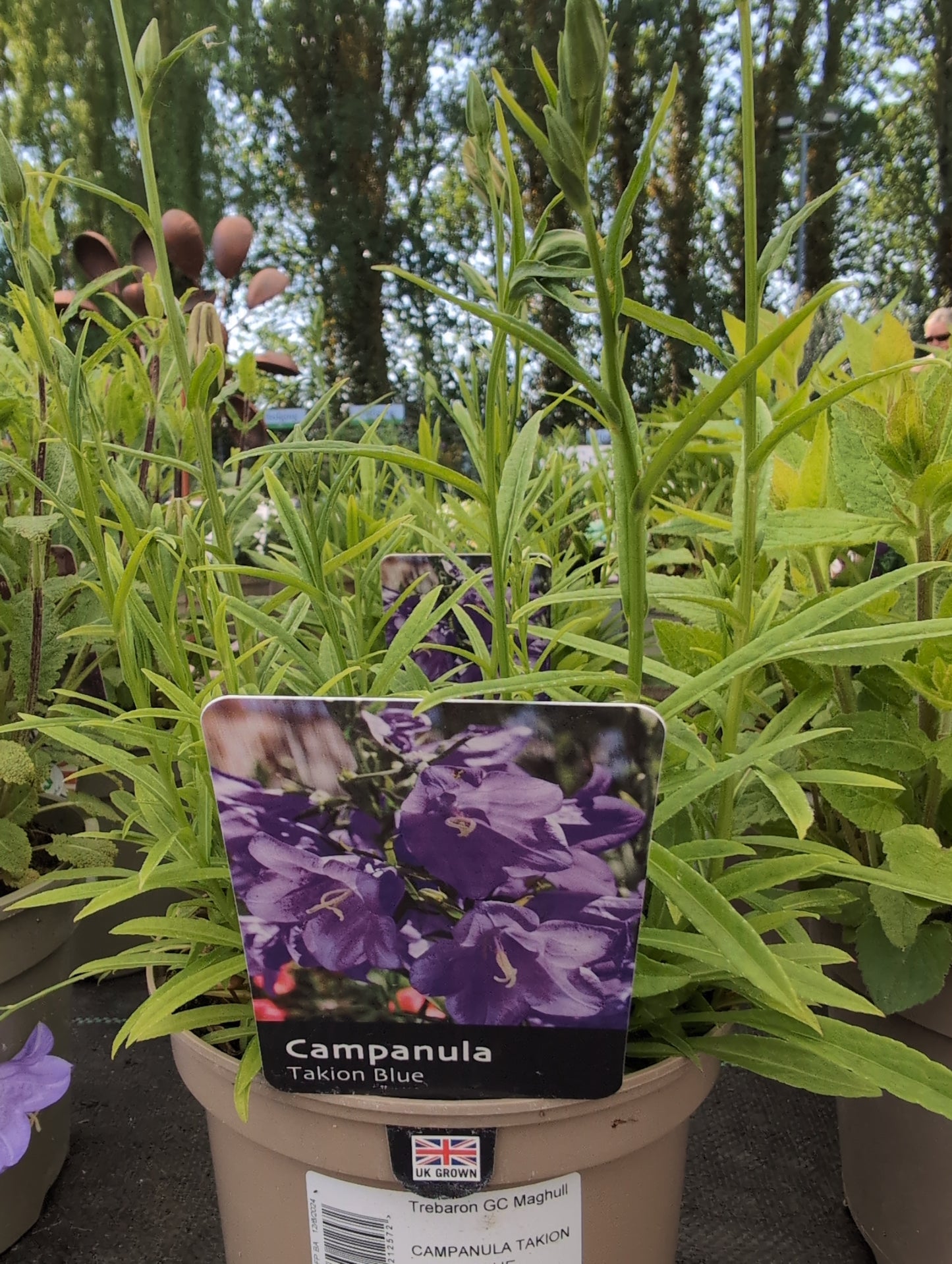 CAMPANULA Takion Blue 2L