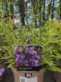 CAMPANULA Takion Blue 2L