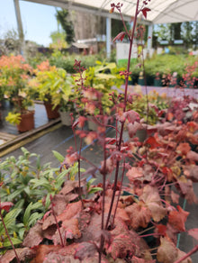 SC-2L Heuchera Galaxy