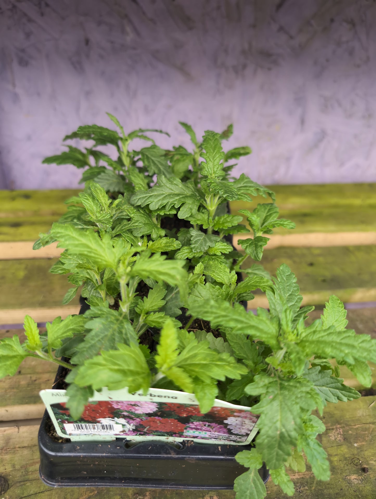Bedding Plants 6/12 Pack