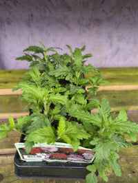 Bedding Plants 6/12 Pack