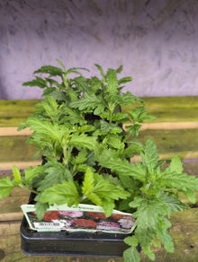 Bedding Plants 6/12 Pack