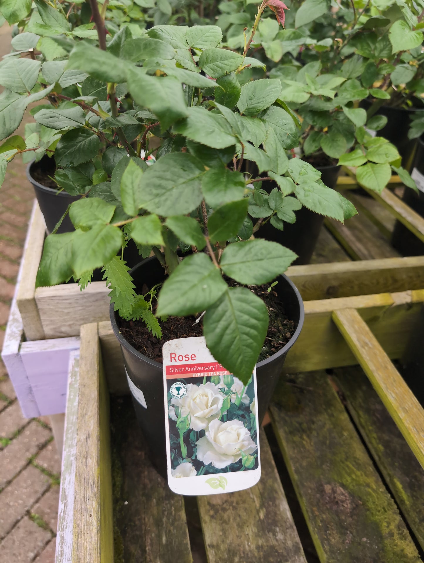 ROSE Silver Anniversary Hybrid Tea