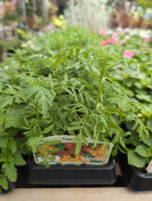 Bedding Plants 6/12 Pack