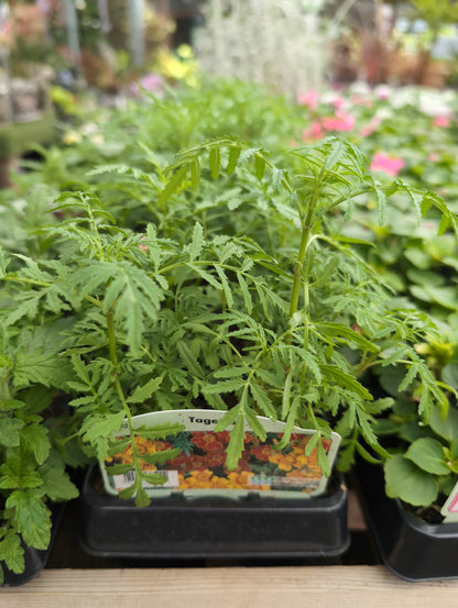 Bedding Plants 6/12 Pack