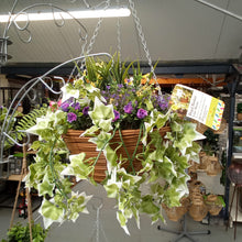Regal Basket - Lilac Bloom