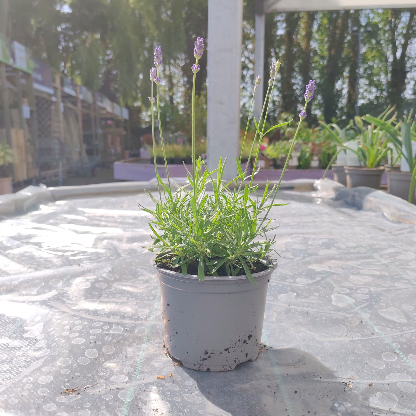 Herb 13cm Pot
