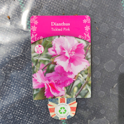 Dianthus Tickled Pink