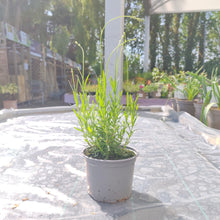Herb 13cm Pot