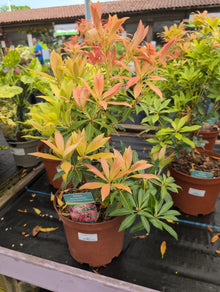PIERIS Forest Flame 5L