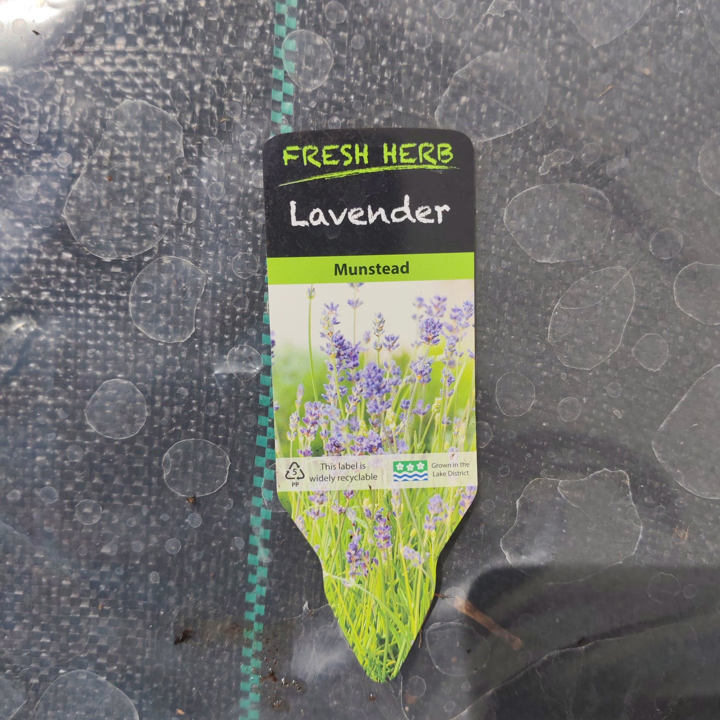 Herb 13cm Pot