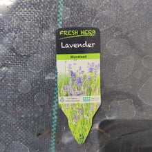 Herb 13cm Pot