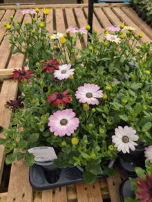 OSTEOSPERMUM 13 CM.POT