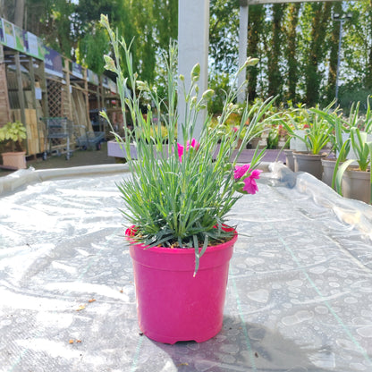 Dianthus Tickled Pink