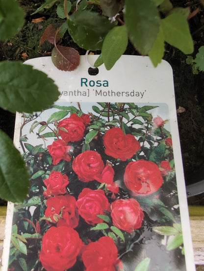ROSE Mothers Day Red Polyantha