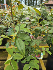 ROSE Mothers Day Red Polyantha