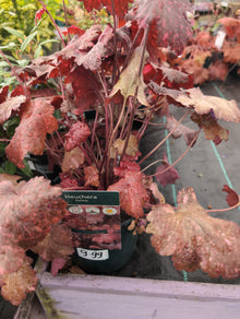 SC-2L Heuchera Galaxy