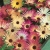 Mesembryanthemum Livingstone Daisy Mixed Seeds